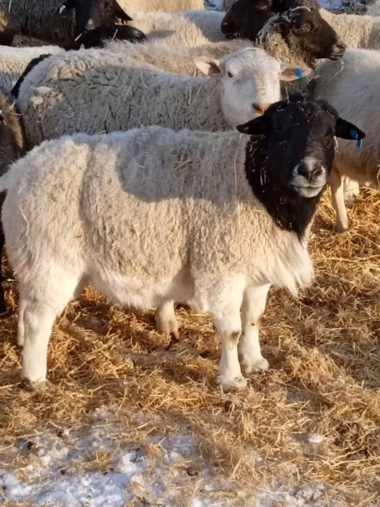 Dorper sheep