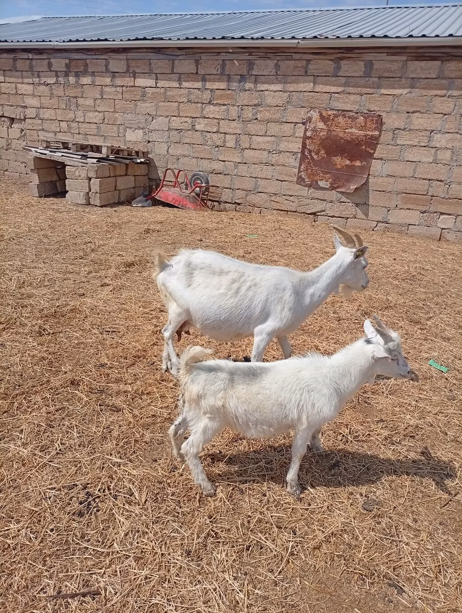 Toggenburg goat