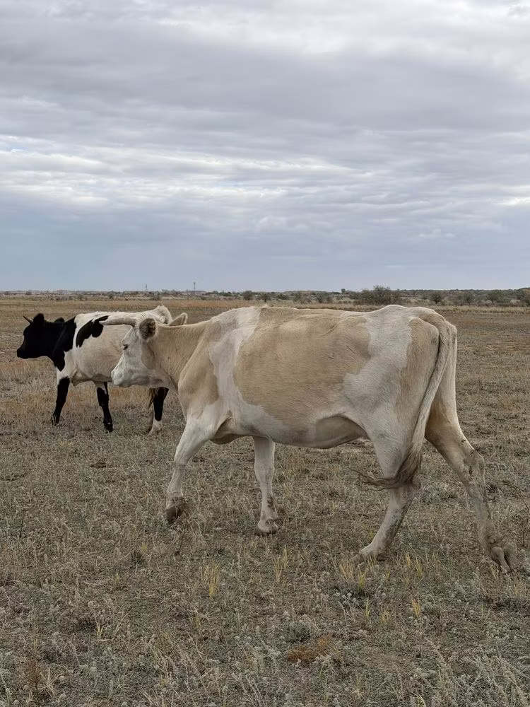 Latvian Blue cattle