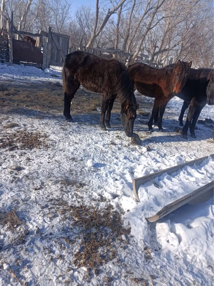 Yakutian horse