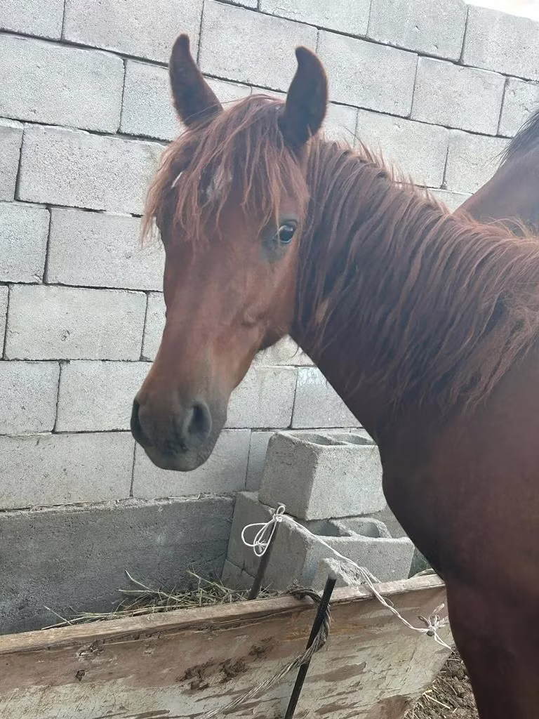Arabian horse