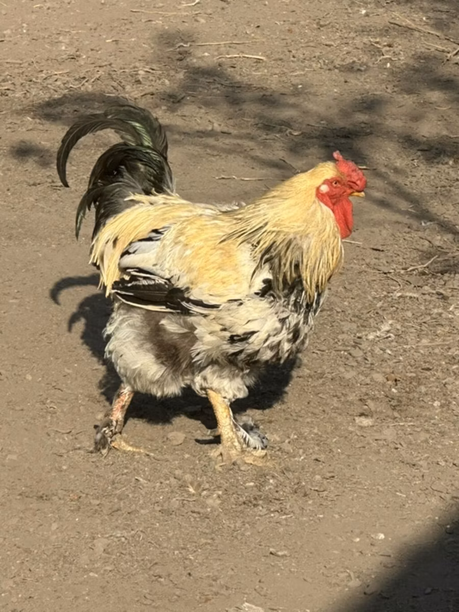 Cseh arany tarka tyúk