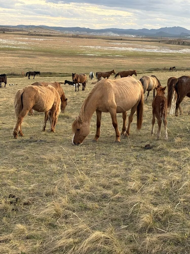 Horse breed
