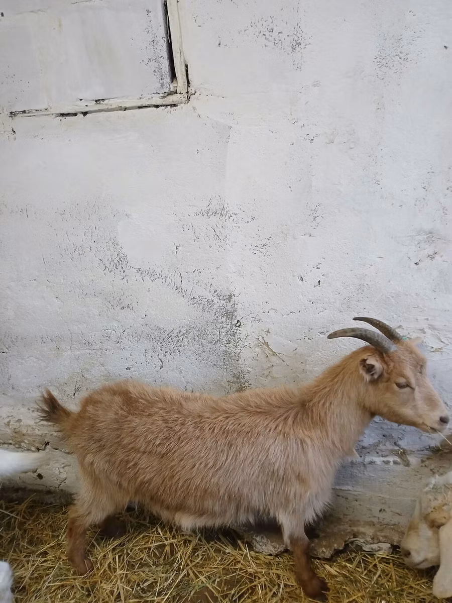 Saanen goat
