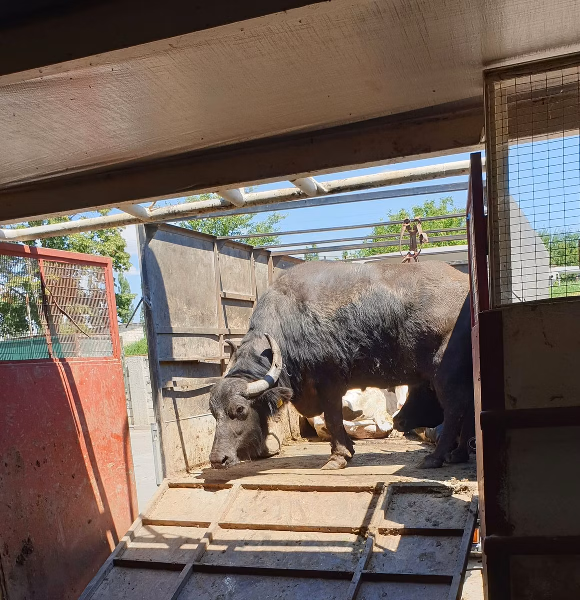 African Buffalo