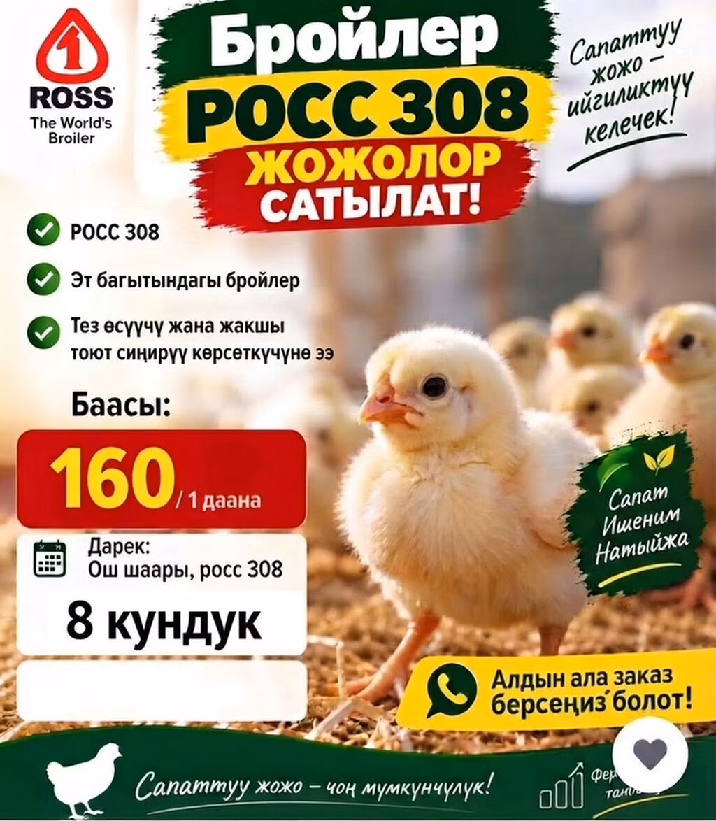 रॉस 308