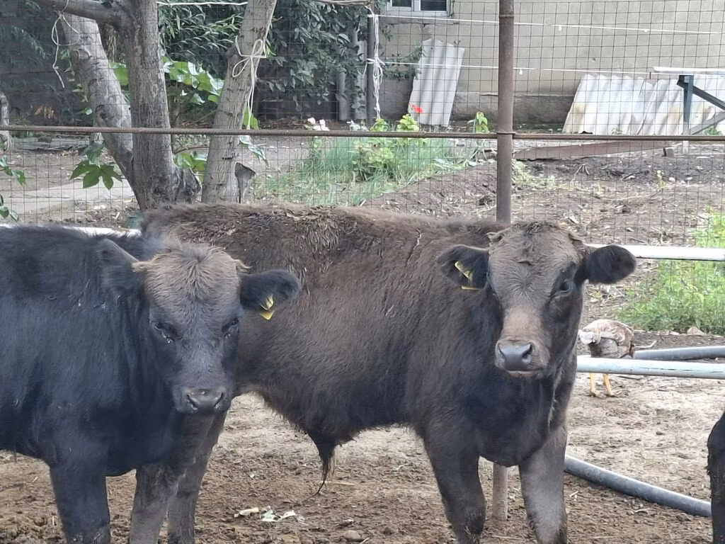 Aberdeen-Angus