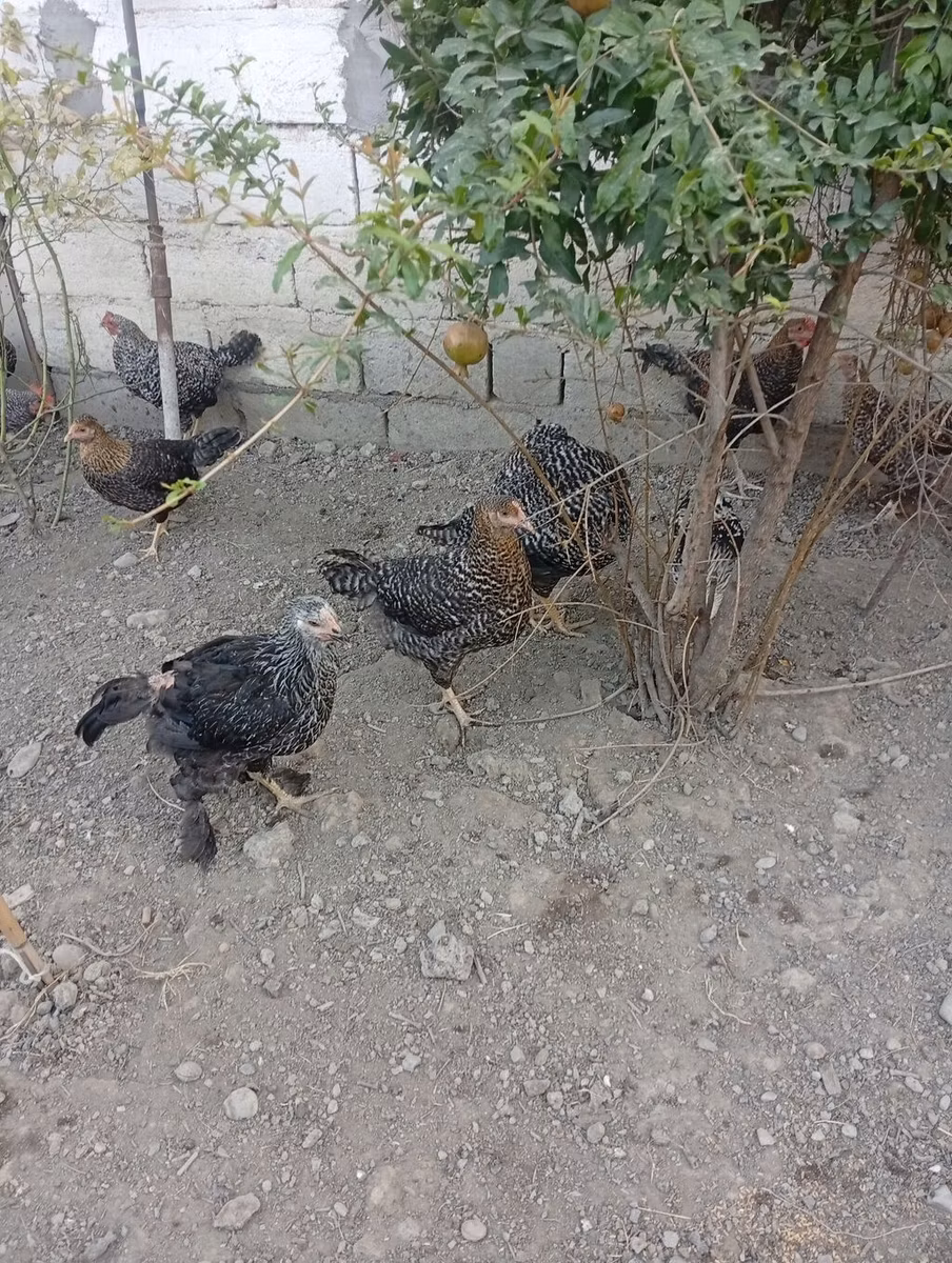 دجاجة سلوفينية مخططة