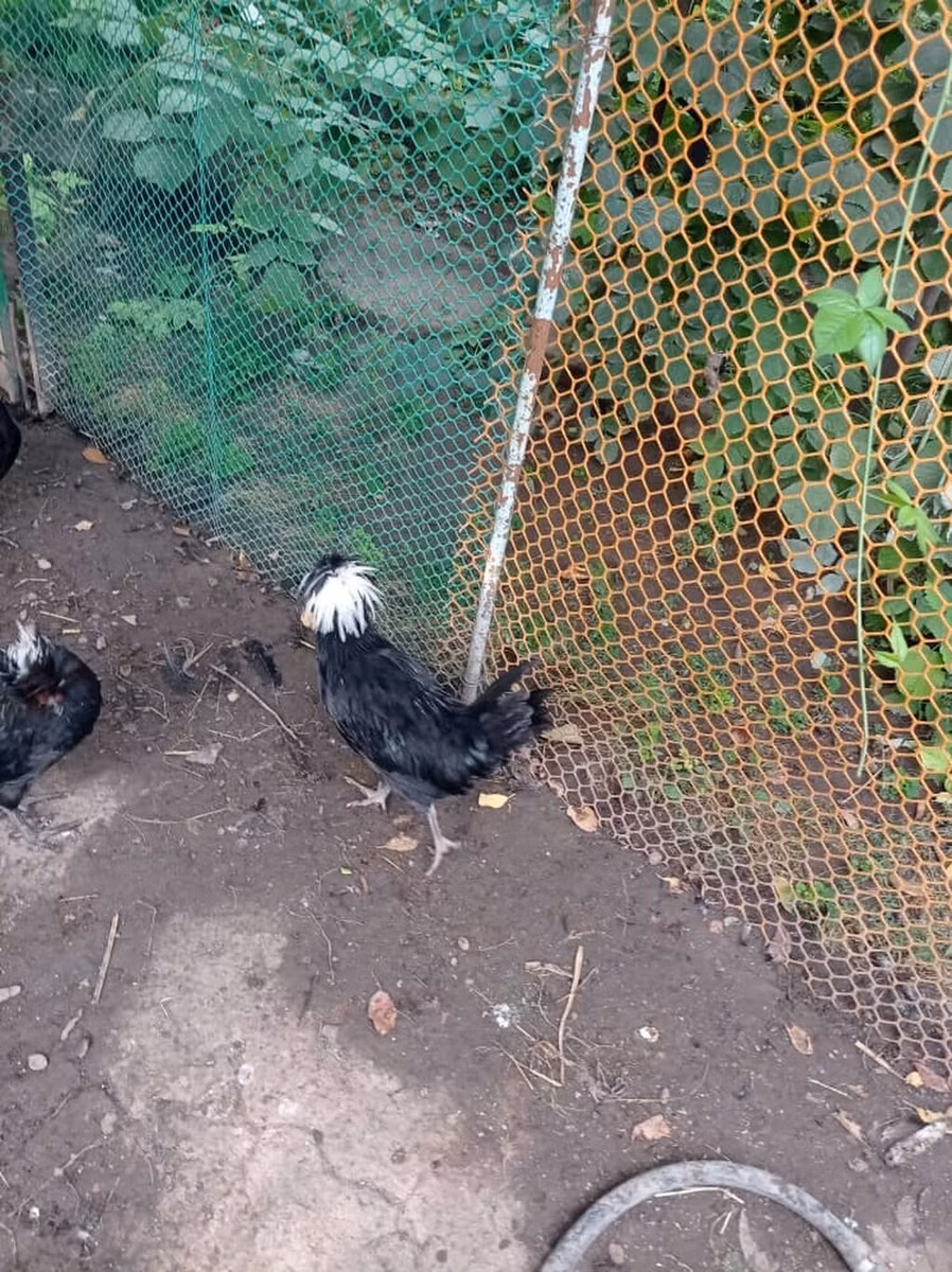 Норт Холланд Блу