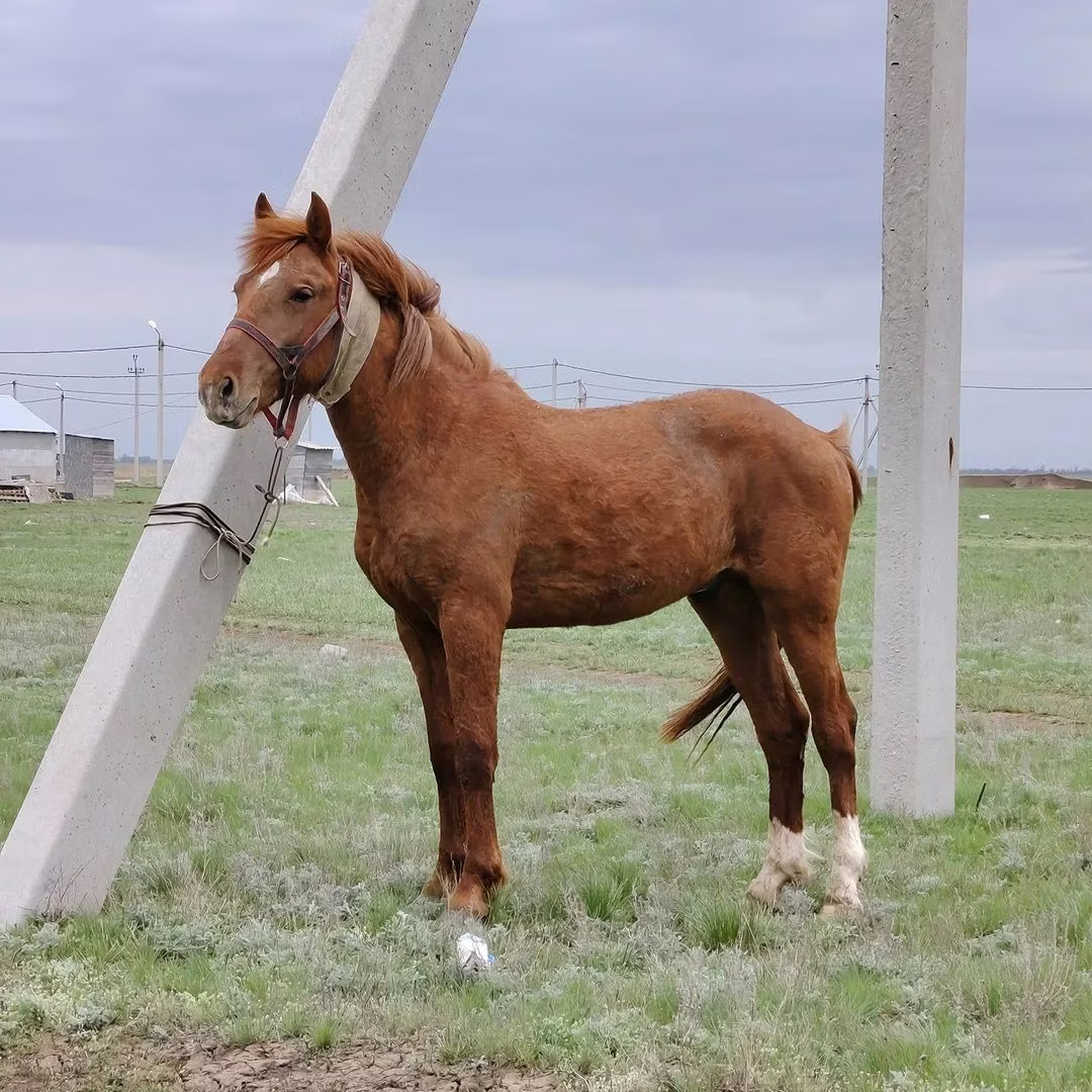 Budyonny horse