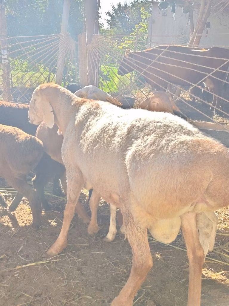 Rhon sheep