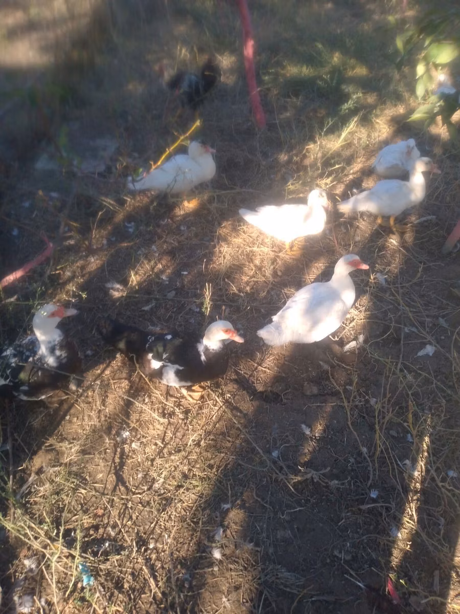 Domestic Muscovy