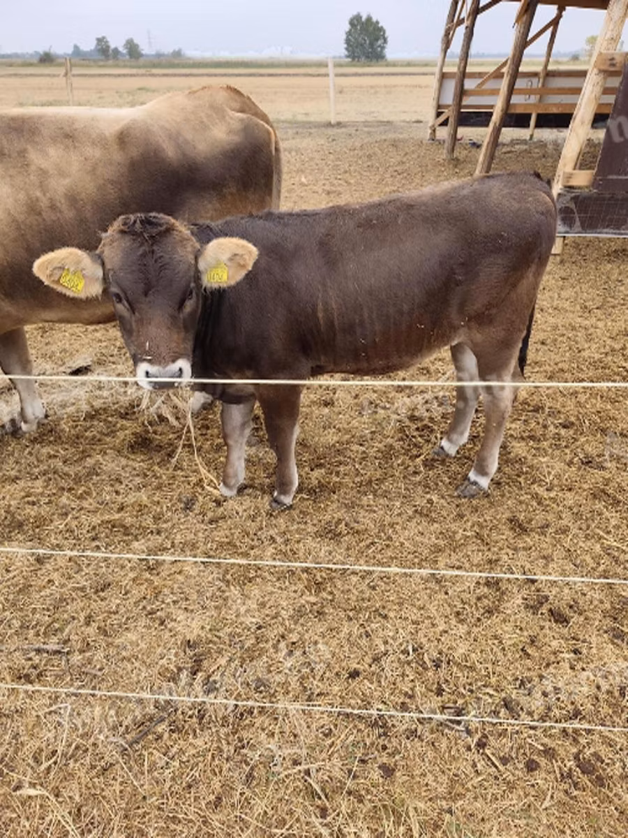 Brown Carpathian breed