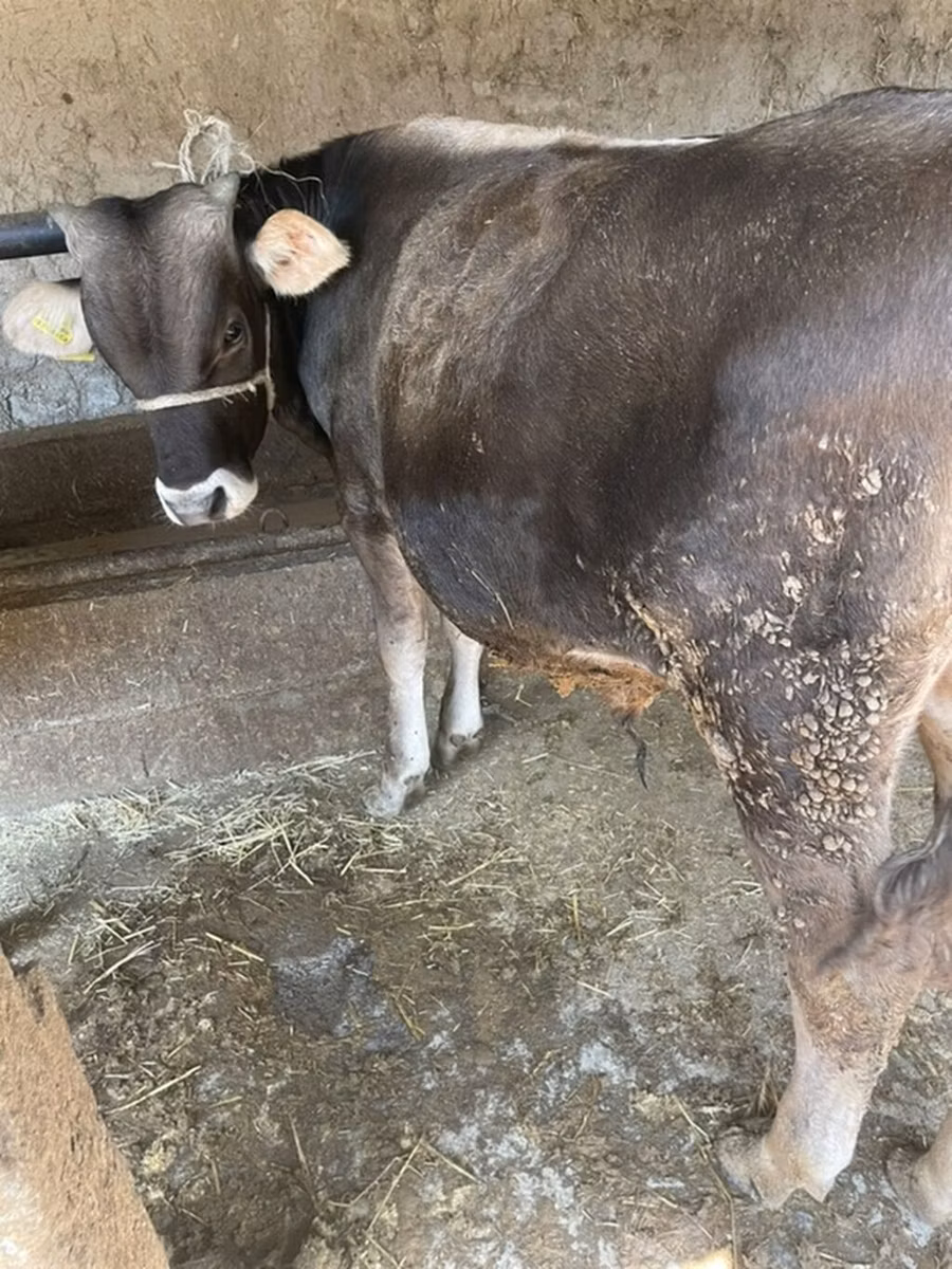 भूरा लातवियाई