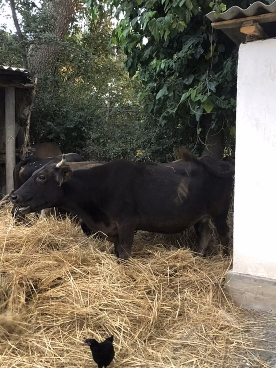 African Buffalo