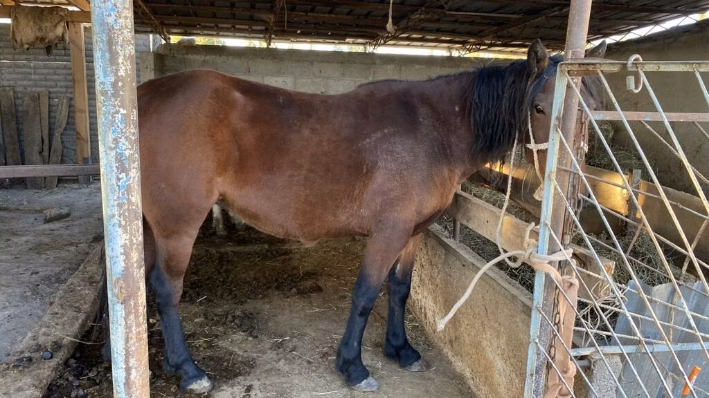 Tatar horse