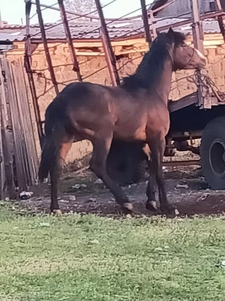 Horse breed