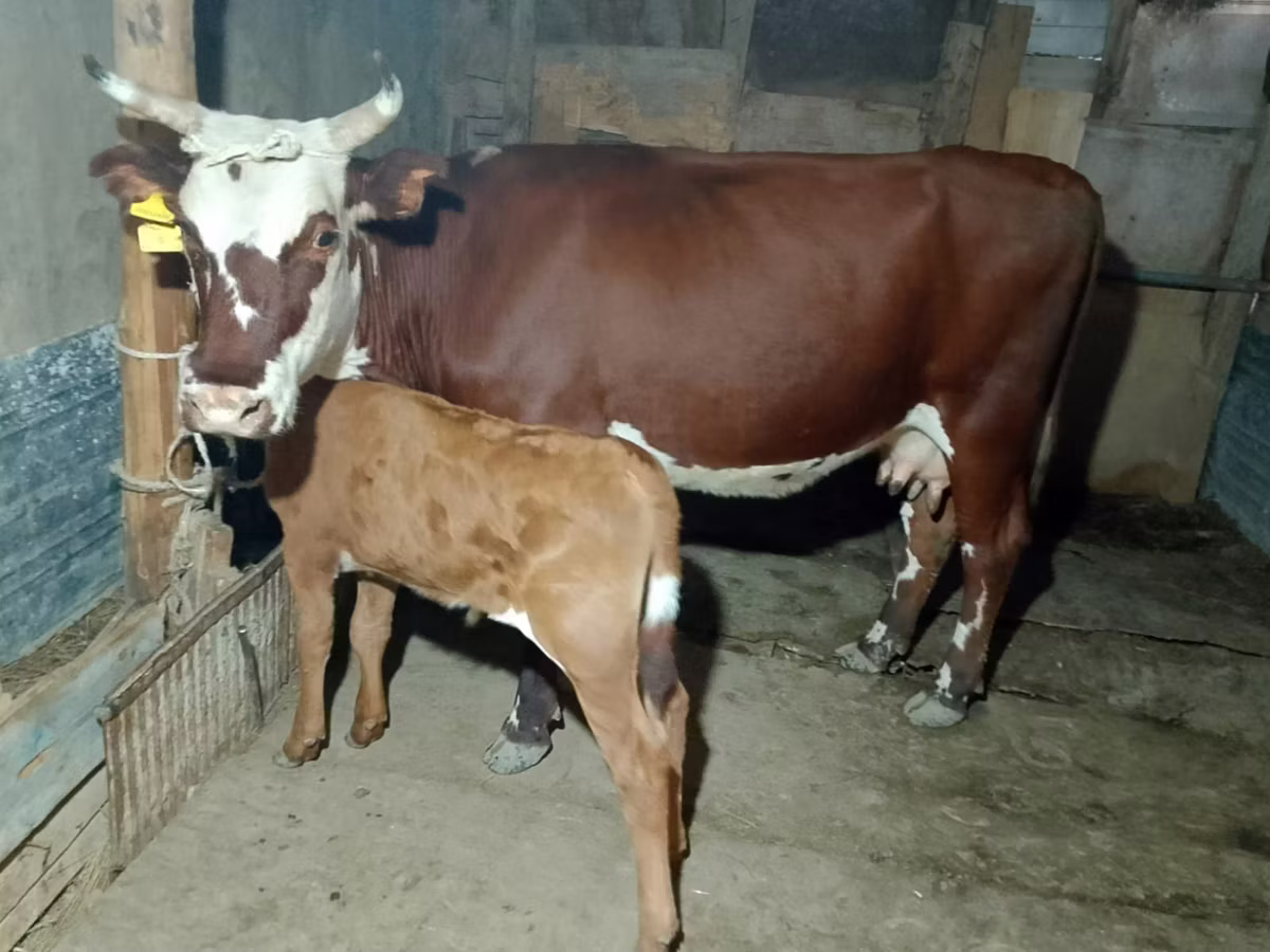 Latvian Blue cattle