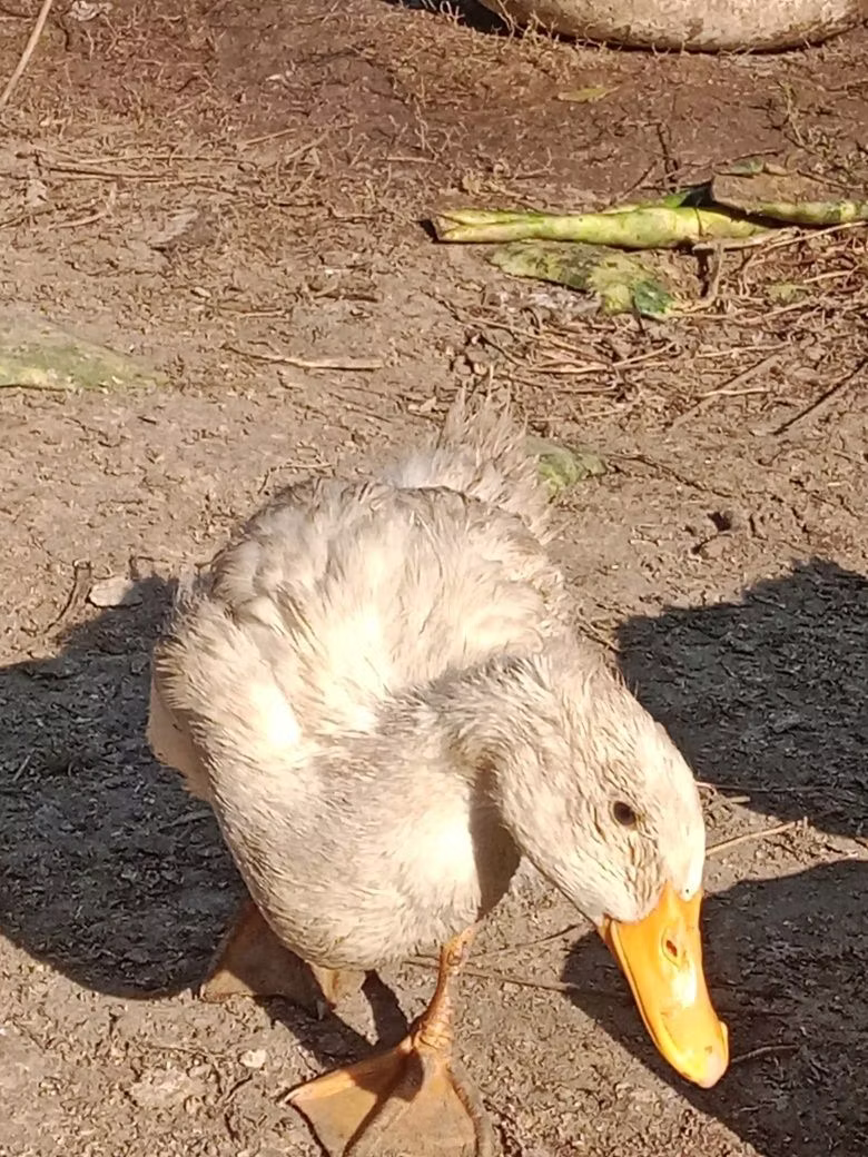 Domestic Muscovy
