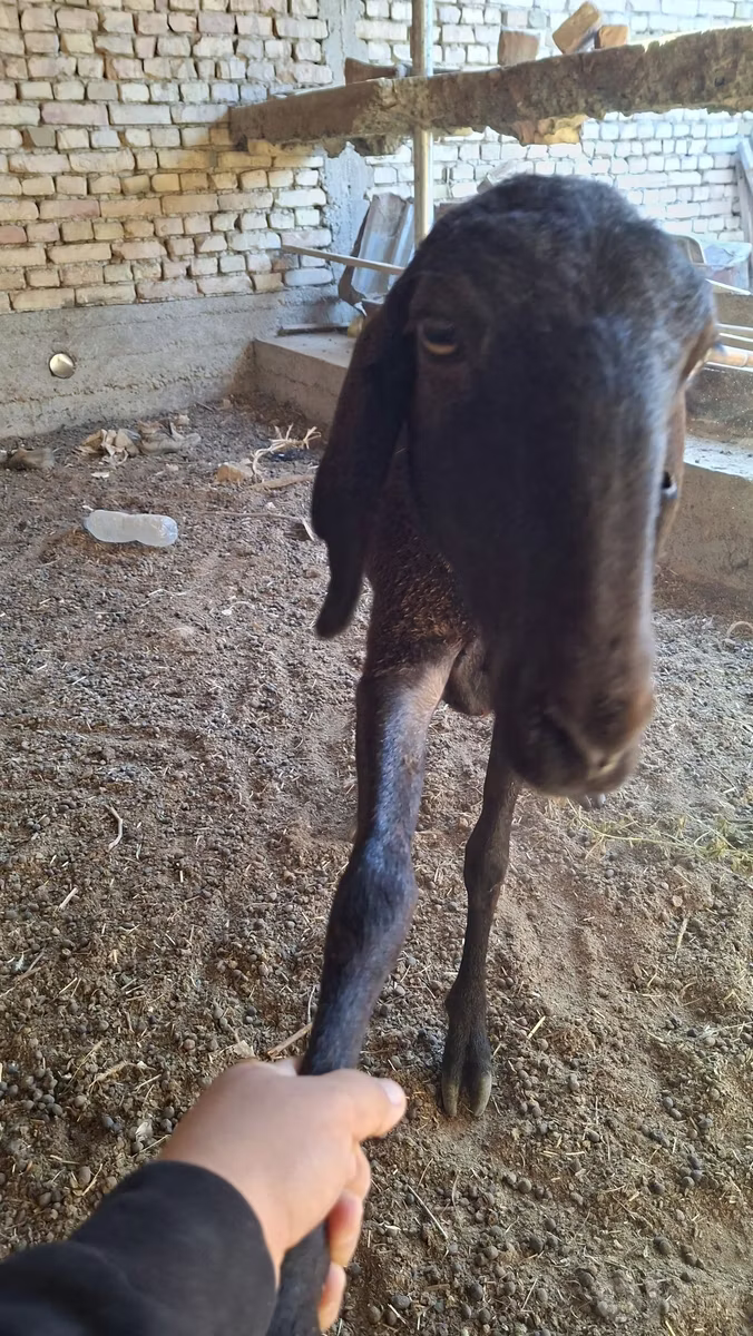 Arashan sheep