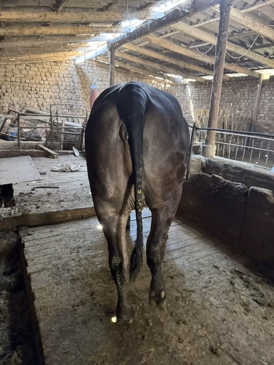 ब्राह्मण