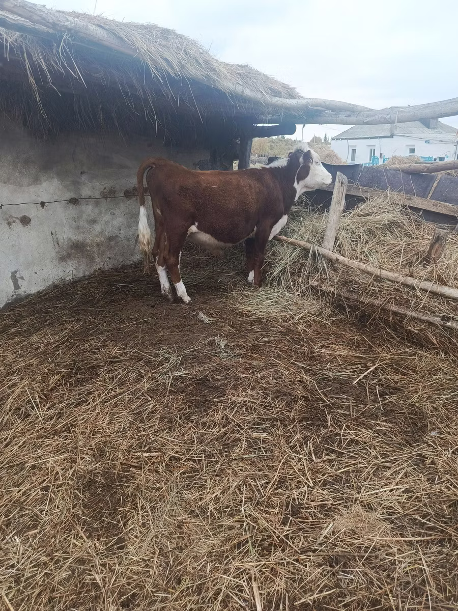 Vache kazakhe à tête blanche