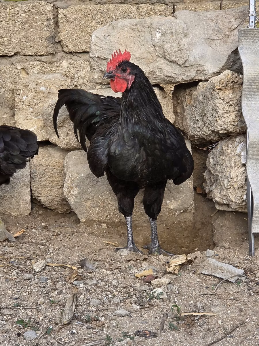 Australian Pit Game fowl