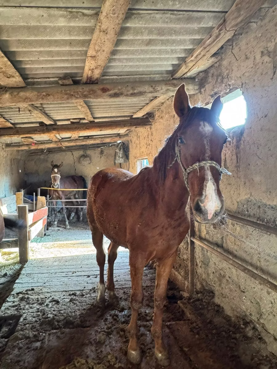 Horse breed