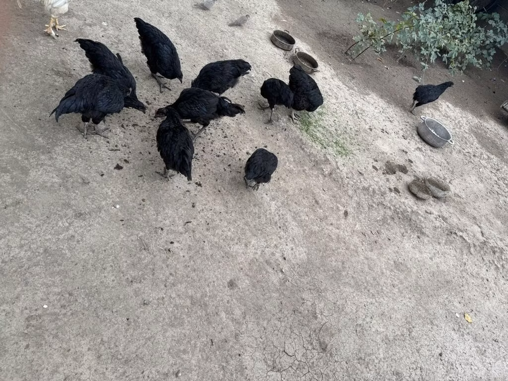 Jersey óriás