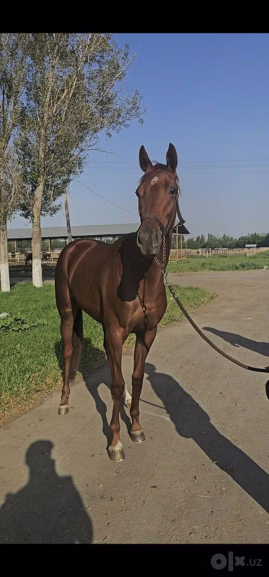 Thoroughbred horse