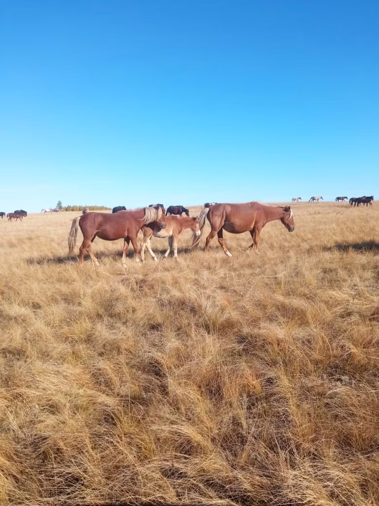 Horse breed