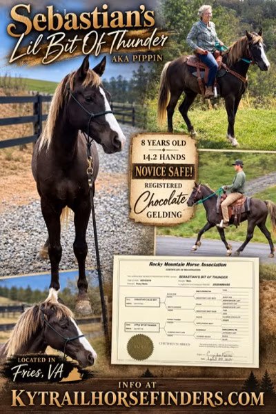 Rocky Mountain Horse