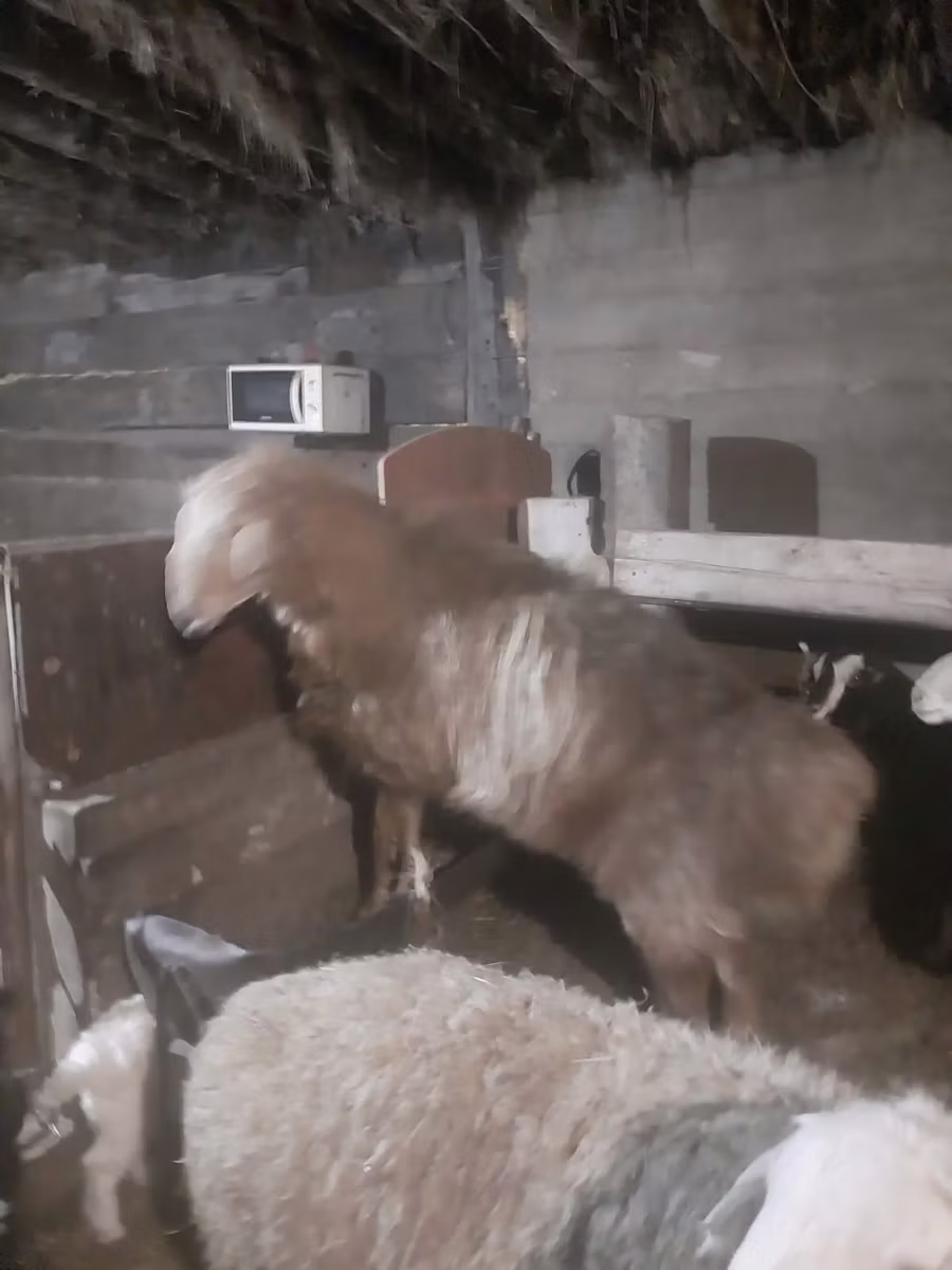 Hissar sheep