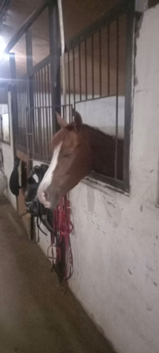 Karabakh horse