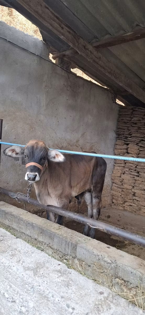 ब्राह्मण