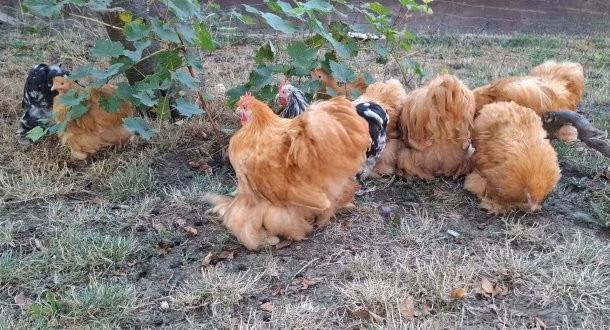 Pékin Bantam