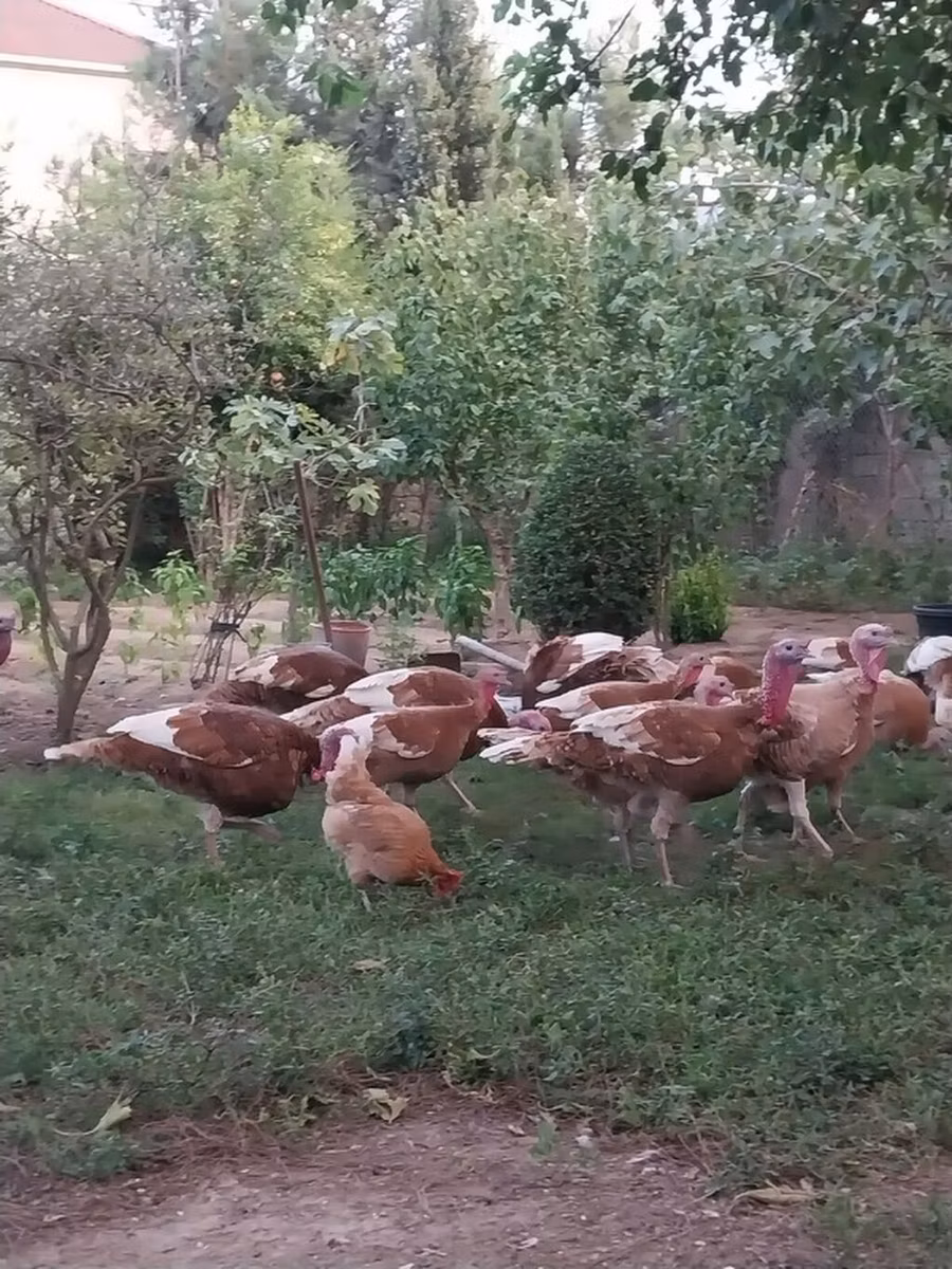 Bourbon vörös