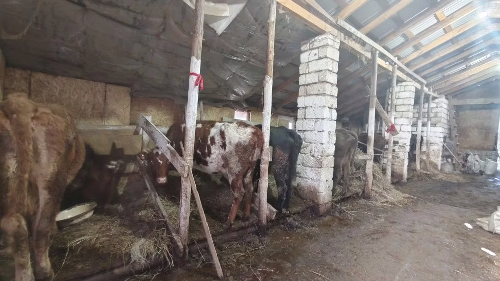 Красная степная корова