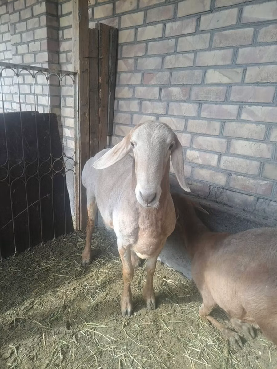 Nubian Goat