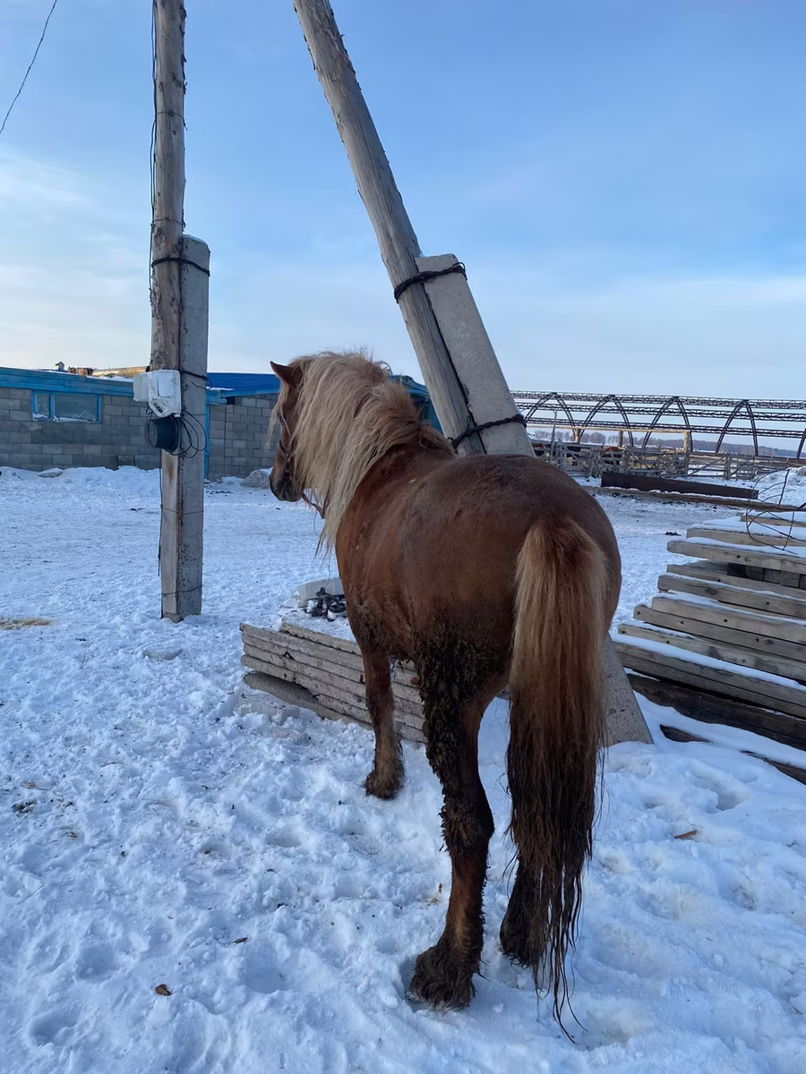 Yakutian horse