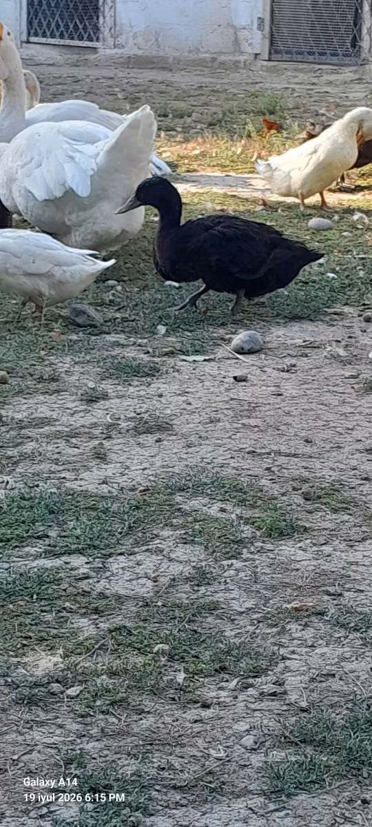 Ausztrál foltos