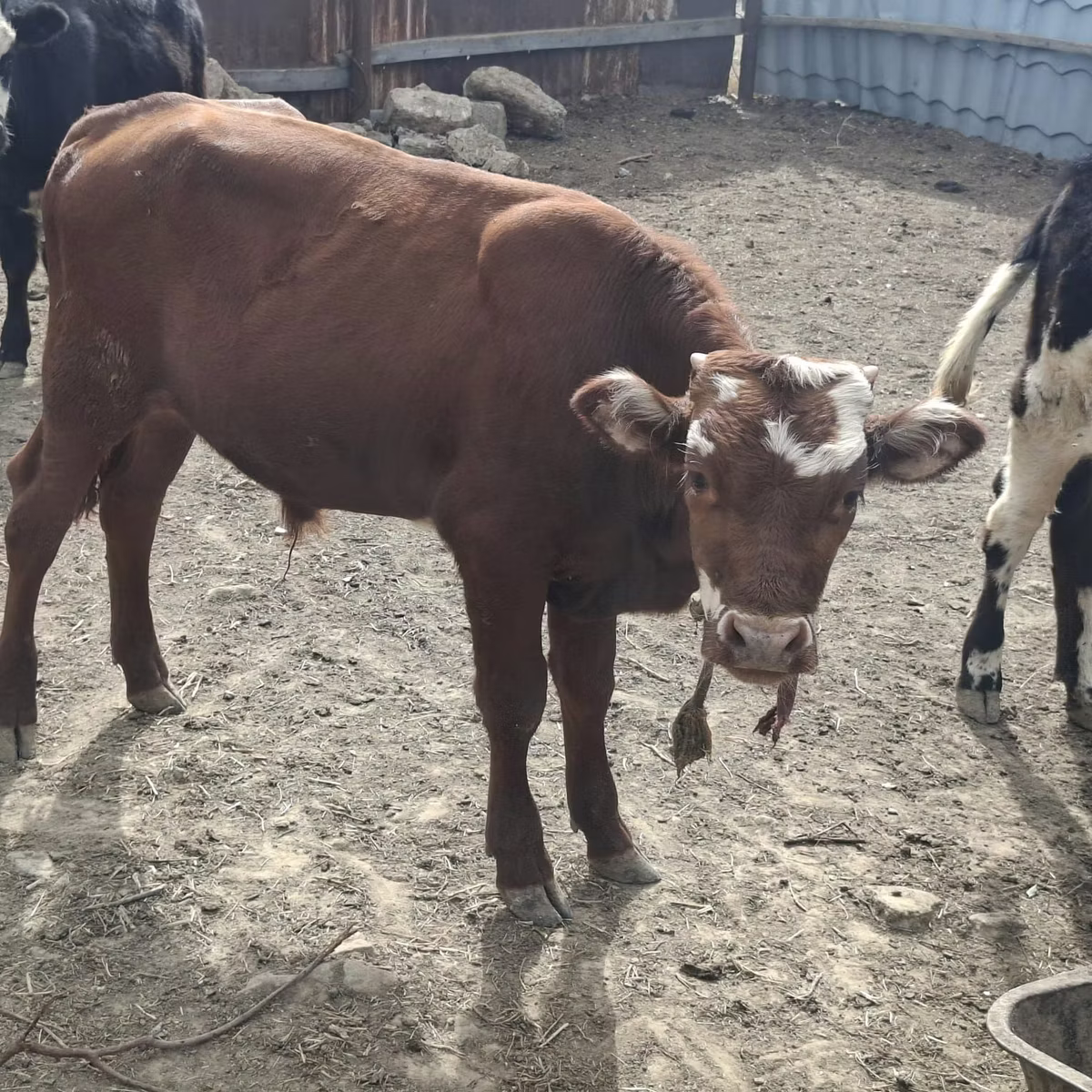 Vache kazakhe à tête blanche