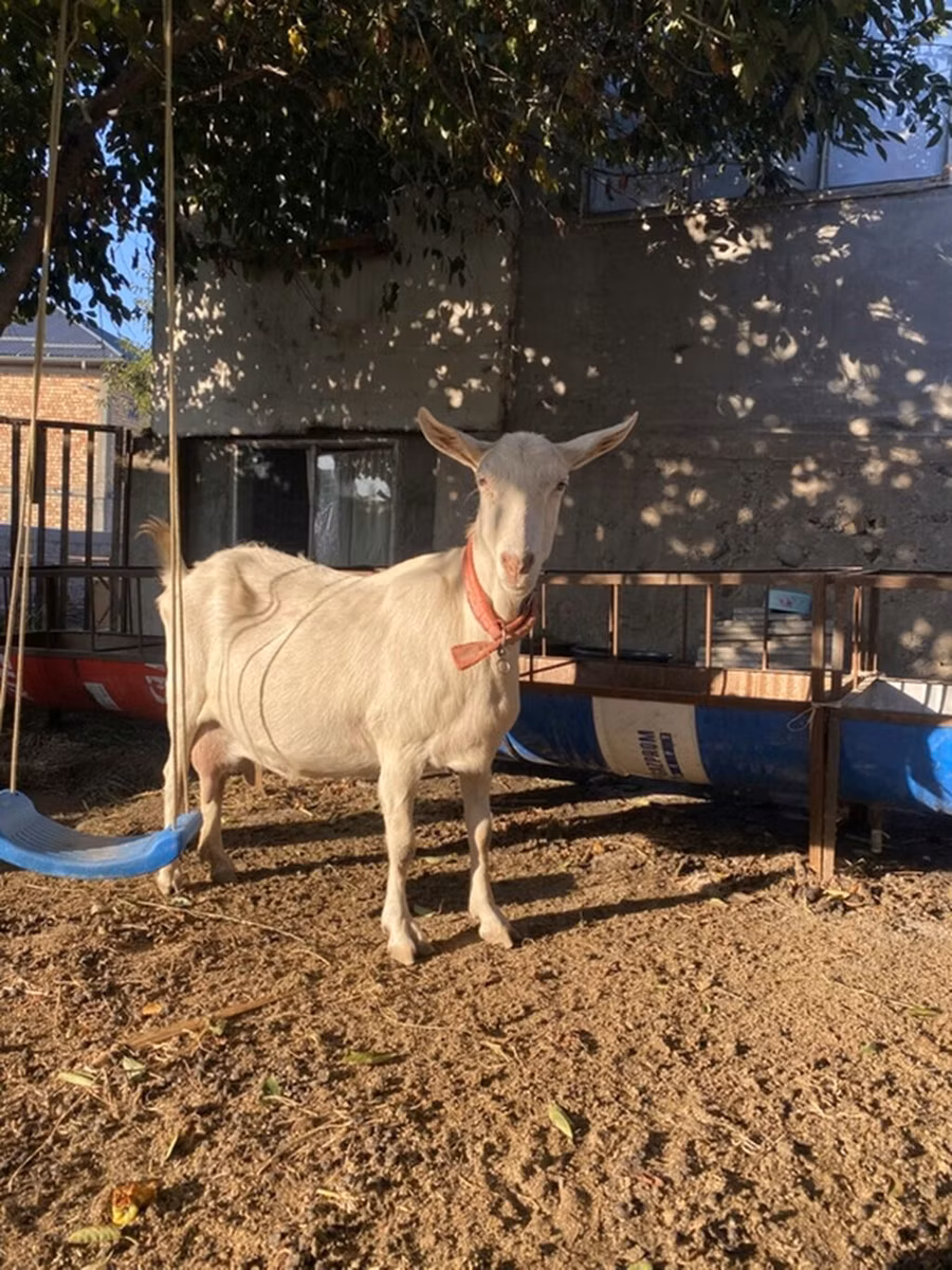 Saanen goat