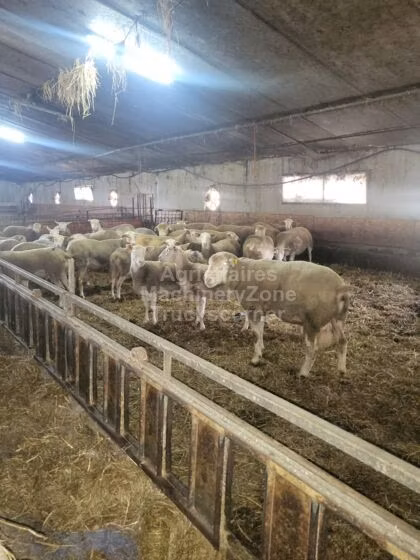 Ile-de-France sheep