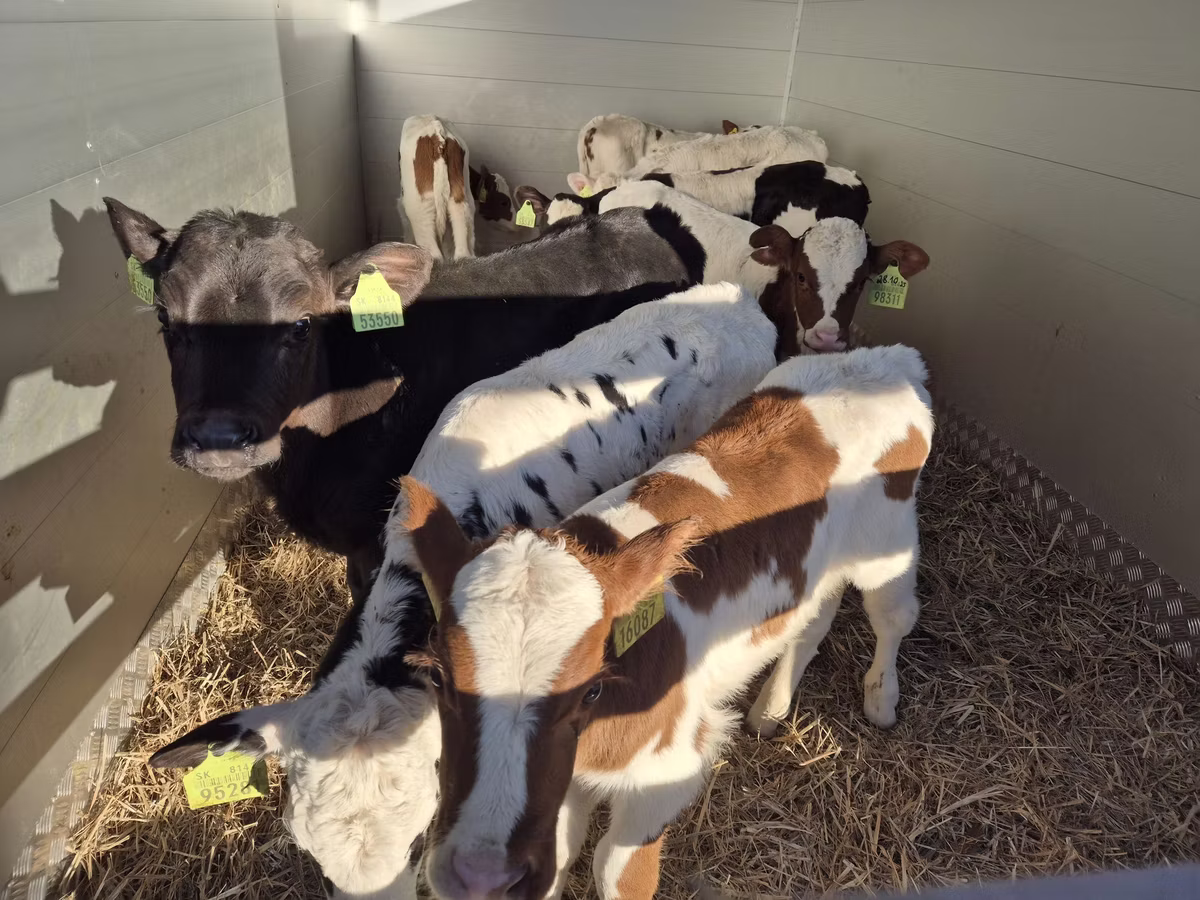 Simmental cattle