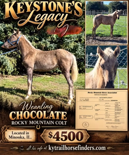 Rocky Mountain Horse