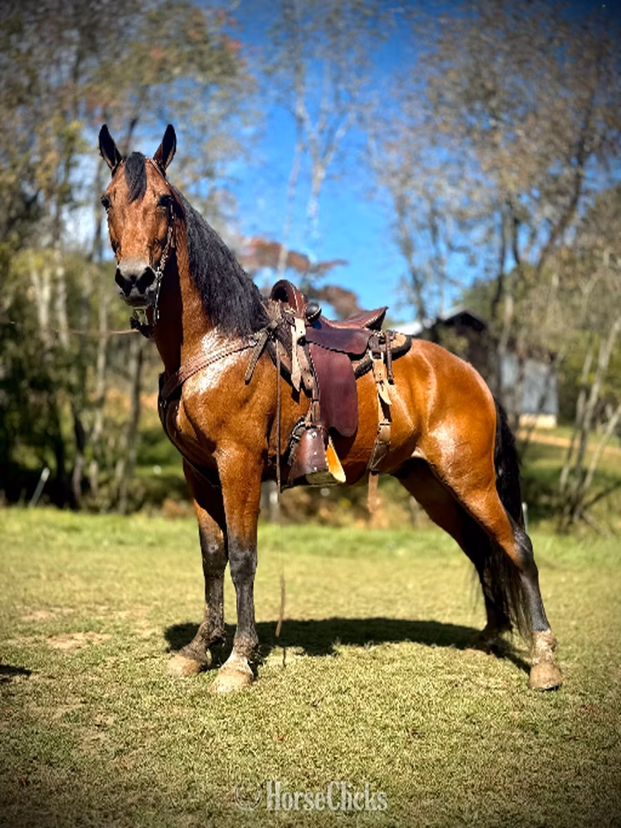 Tennessee Walking Horse