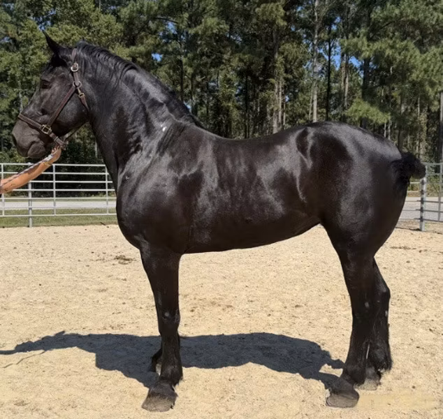 Percheron