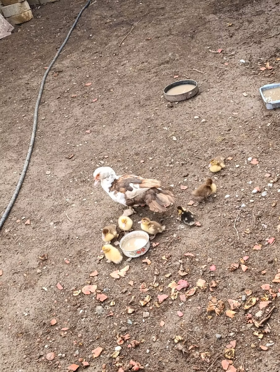 Domestic Muscovy