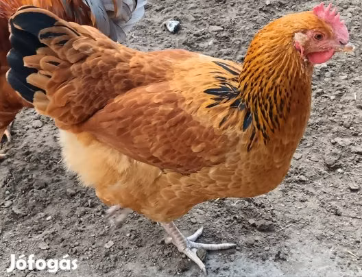 Суссекс